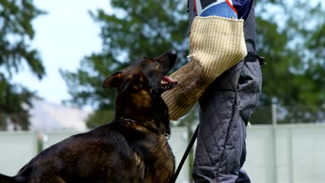 Trainer-training-a-shepherd-dog-in-the-field-4k