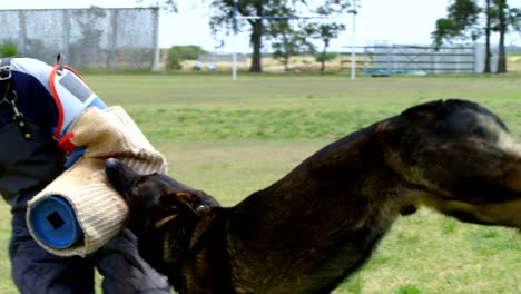 Trainer-training-a-shepherd-dog-in-the-field-4k