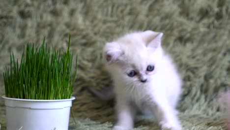 Gatito-agarrando-a-palillo-plástico-con-pluma-rosa.-Bebé-gato-disfruta-jugando-con-la-pluma-en-el-palillo-largo-plástico