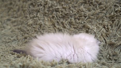 Playful-kitten-laying-on-a-floor-playing-with-a-mouse-toy