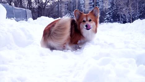 funny-corgi-fluffy-puppy-walking-outdoors-at-the-winter-day