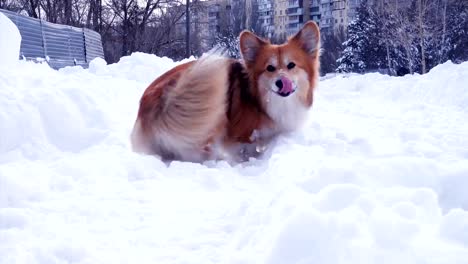 lustige-Corgi-flauschige-Welpen-zu-Fuß-im-Freien,-in-der-der-Wintertag