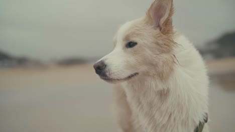 Portrait-of-cute-dog-outdoors