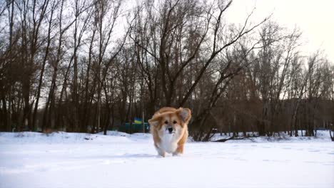 corgi-divertido-mullido-perrito-caminando-al-aire-libre-en-el-día-de-invierno