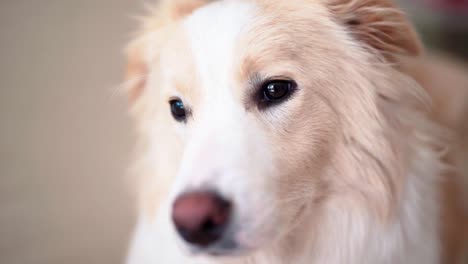 Retrato-interior-adorable-collie-de-la-frontera