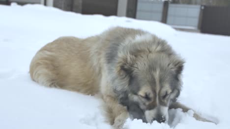 Hund-liegt-und-ißt-Schnee