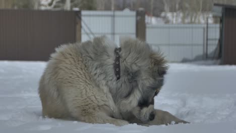 der-Hund-liegt-auf-dem-Schnee-und-seine-Pfote-\"Wellenlinien\"