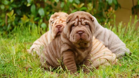 Shar-Pei-Welpen-spielen-im-Garten