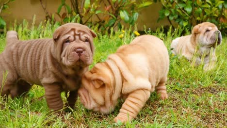 Shar-Pei-Welpen-spielen-im-Garten