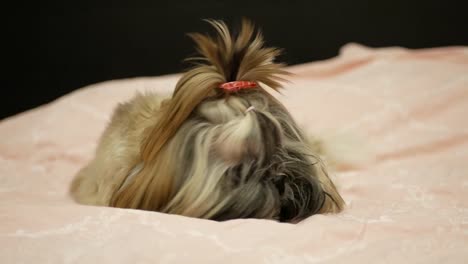 Pretty-and-cute-dog-shih-tzu-is-laying-on-the-bed-and-eating-bone.