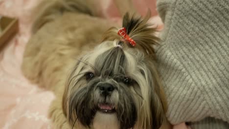 Bonito-y-lindo-perro-shih-tzu-está-sentando-en-la-cama.