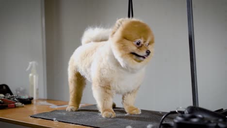 El-lindo-perrito-está-en-el-spa-animal-con-la-lengua-colgando-hacia-fuera,-personas-le-han-hecho-un-corte-de-pelo-elegante