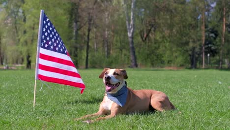 Amerikanischer-Staffordshire-Terrier-Hund-ruht-im-Park-auf-dem-Rasen-vor-USA-Flagge