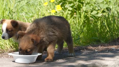 Two-homeless-puppy-eat