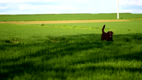 the-dog-runs-across-the-field-hanging-out-his-tongue