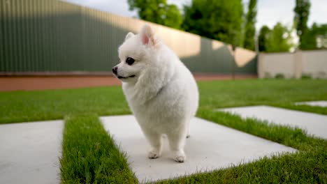 Nahaufnahme-der-kleinen-weißen-pommerschen-Hund-stehend-auf-der-Kachel.-Hinterhof.