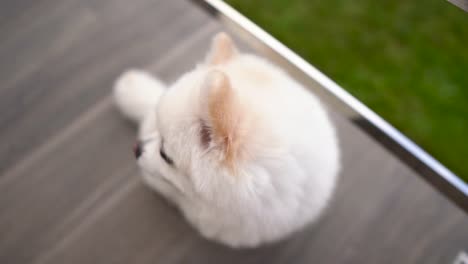 Close-up-of-one-small-white-pomeranian-puppy-sitting-and-looking-to-the-camera.