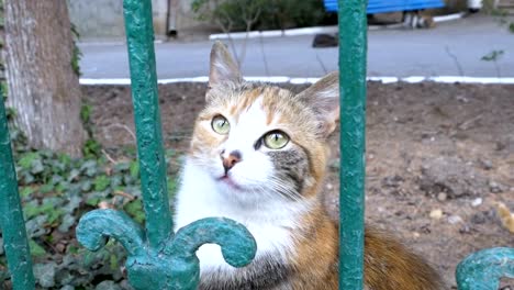 Obdachlose-dreifarbige-Katze-Spaziergänge-im-Park-vor-dem-Zaun-und-fliegen