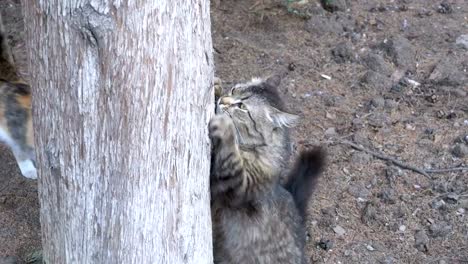 Obdachlose-graue-Katze-klettert-Krallen-an-einem-Baum-im-park