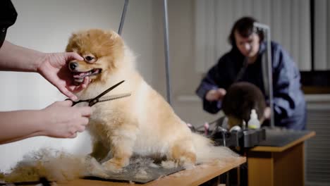 Groomer-Arbeitsprozess-mit-Hunden.-Kleine-hübsche-Haustiere-warten-neue-Frisur-im-Studio-mit-professioneller-Ausstattung