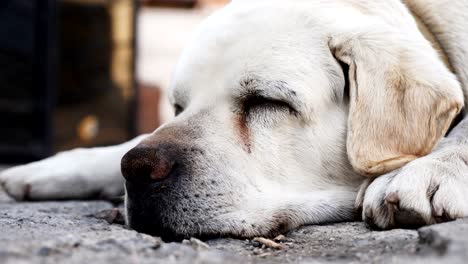 Hocico-de-un-perro-labrador-adulto-durmiendo-en-el-piso