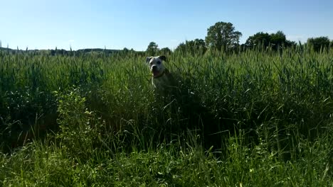 Hund-kommt-und-Lauf-Weg-und-springen