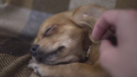 perro-gracioso-adorable-Chihuahua-duerme-en-tela-escocesa,-movimientos-de-la-mano-de-una-persona-una-mascota-tranquila