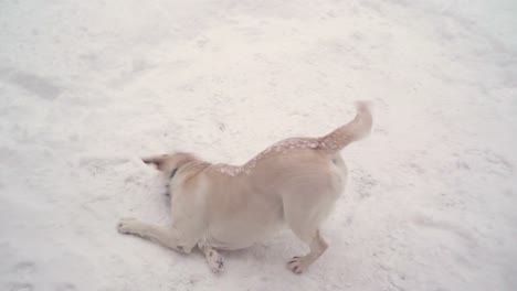 Der-Hund-sein-Gesicht-auf-dem-schneebedeckten-Boden-kratzen