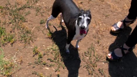 slow-motion-POV-of-Italian-Greyhound-dog-jumping-up-to-owner-at-dog-park