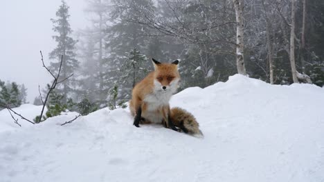 Fox-solo-caminando-en-la-nieve-en-invierno