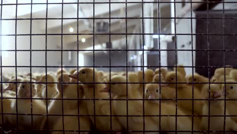 Multitud-de-patitos-en-la-jaula-en-la-granja-de-aves-de-corral