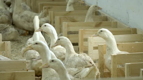 Adult-ducks-growing-at-poultry-farm-for-sale