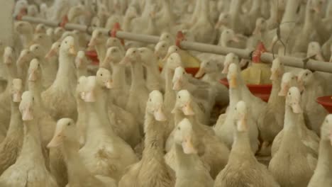 Cultivation-of-ducks-for-sale-as-a-meat-at-poultry-farm
