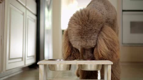 4K-Video-de-caniche-marrón-comiendo-de-un-recipiente-en-la-cocina