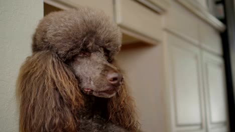 4K-Close-Up-Video-Portrait-Of-Brown-Poodle