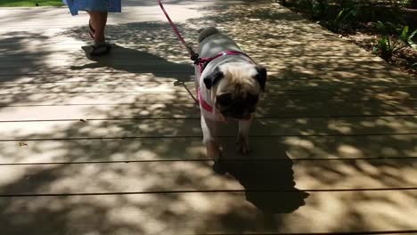 Camera-tracks-small-pug-dog-as-she-walks-along-pavement-with-owners.