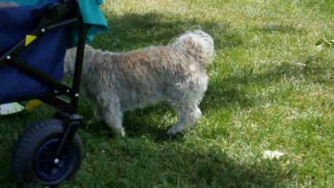 Resto-de-perro-en-el-lago