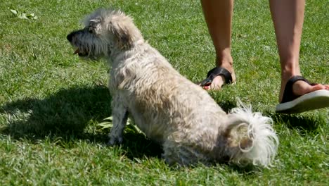 Resto-de-perro-en-el-lago