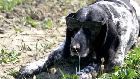 eine-Jagdhund-liegt-auf-dem-Boden-in-Sonnenbrillen