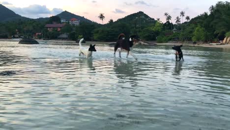 Dogs-Plays-on-the-Beach.-Dogs-Playing-and-Splashing-Water-at-the-Sea