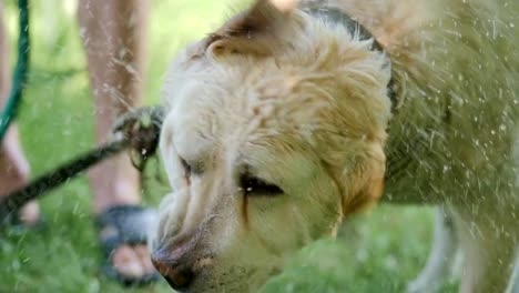 Nassen-weißen-Hund-Wasser-in-Zeitlupe-abschütteln