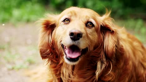 Der-Cocker-Spaniel-schaut-in-die-Kamera-im-freien