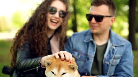 Young-people-pretty-girl-and-her-boyfriend-are-patting-beautiful-dog,-laughing-and-talking-resting-in-the-park-sitting-on-grass.-Focus-shifts-from-people-to-animal.