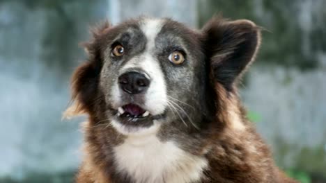 Hund-bellen-auf-Hintergrund-Weichzeichnen