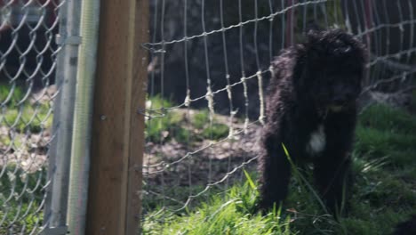 Black-Poodle-Puppies-In-Yard