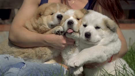 Puppies-of-the-Alabai-breed