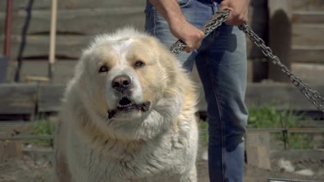 Perro-de-guardia.-Perro-de-alabay