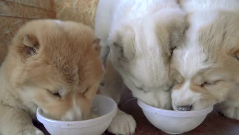 Cachorros-de-la-raza-de-alabay