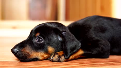 A-little-dog-breed-doberman-lying-on-the-floor.