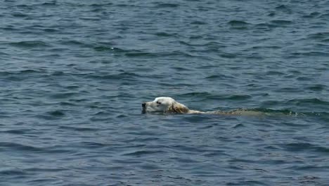 Kamera-schwenken-auf-den-weißen-Hund,-Schwimmen-im-See